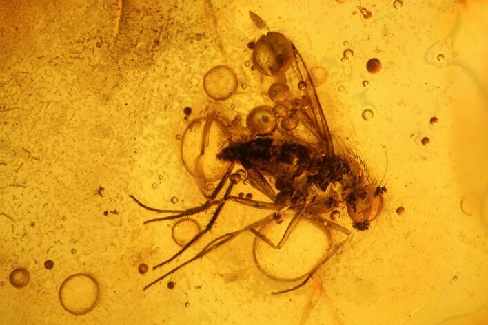 Fossil Fly (Diptera) In Baltic Amber #139033